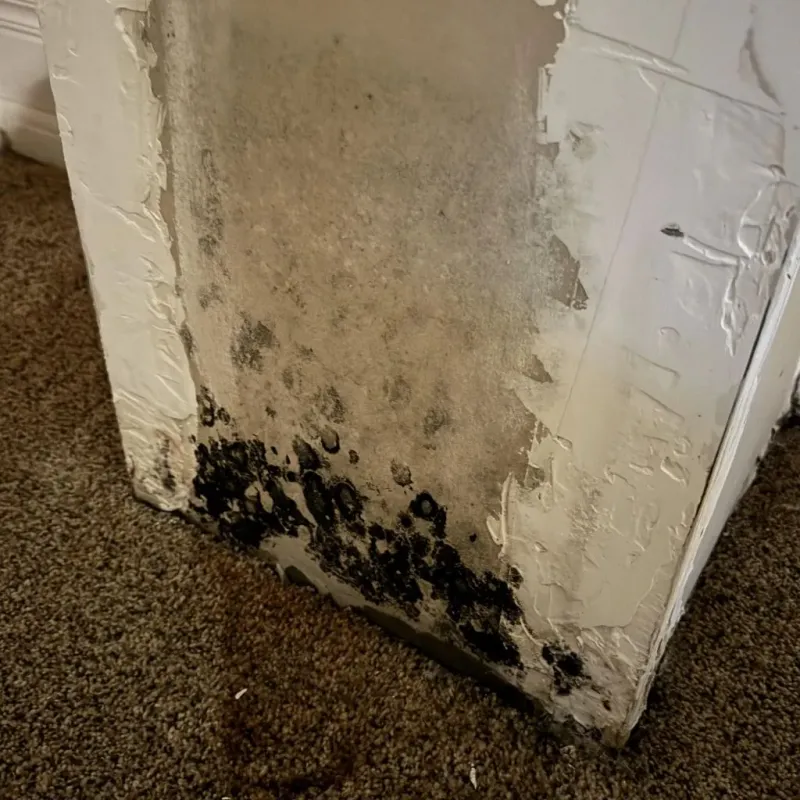 Professional Mold Removal in Peoria County, IL